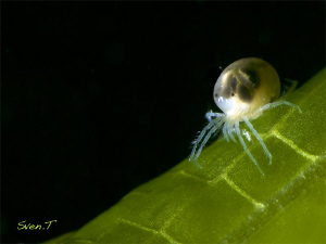 Water Mite, Hydrodroma. by Sven Tramaux 